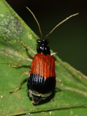 Leaf Beetle (Chrysomelidae)