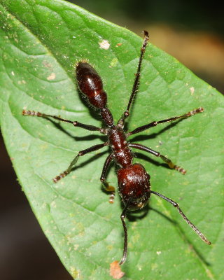 Bullet Ant, Paraponera clavata (Paraponerinae)