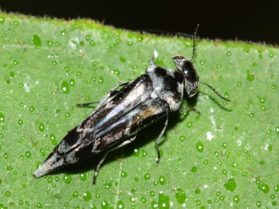 Tumbling Flower Beetle, Glipa sp. (Mordellidae: Mordellinae)