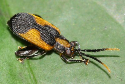 Flea Beetle, Cerichrestus flavicans (Chrysomelidae: Alticini)