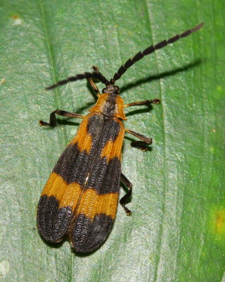 Net-winged Beetle, Calopteron sp. (Lycidae)