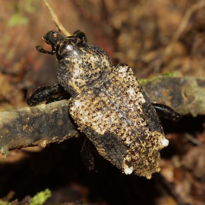 Weevil, Heilipodus bellicosus (Curculionidae: Molytinae)