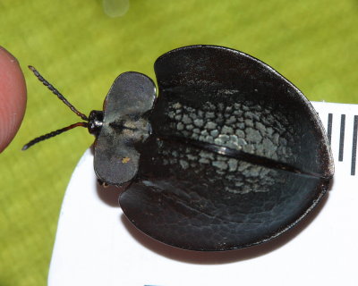 Tortoise Beetle, Agenysa crassicornis (Chrysomelidae: Cassidinae)