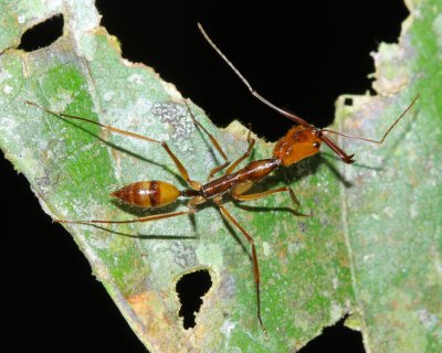 Trap-jaw Ant, Odontomachus hastatus (Ponerinae)