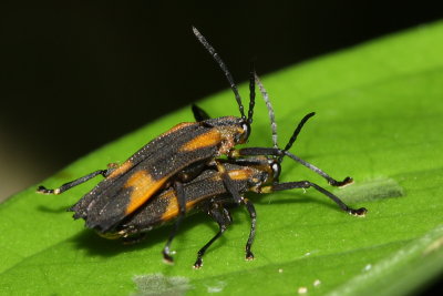 Leaf Beetle, Sceloenopla sp. (Chrysomelidae: Hispinae)
