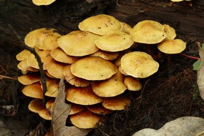 Pholiota sp.