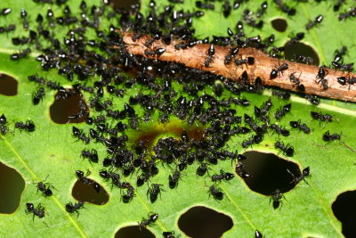 Acrobat Ants, Crematogaster sp. (Myrmicinae)