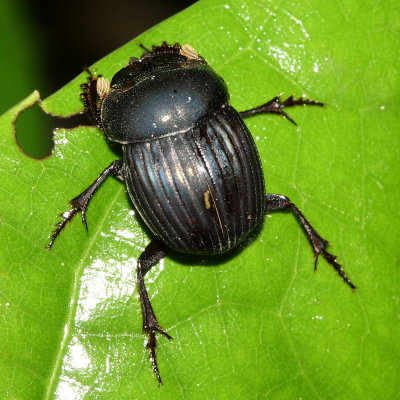 Dung Scarab, Dichotomius sp. (Scarabaeidae: Scarabaeinae)