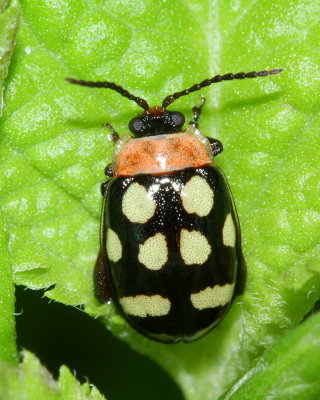 Flea Beetle, Alagoasa trifasciata (Chrysomelidae: Alticini)