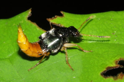 Rove Beetle, Plociopterus sp. (Staphylinidae: Staphylininae)