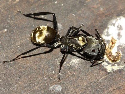 Golden Sugar Ant, Camponotus sericeiventris (Formicinae)