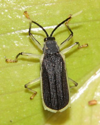 Leaf Beetle (Chrysomelidae: Hispinae)