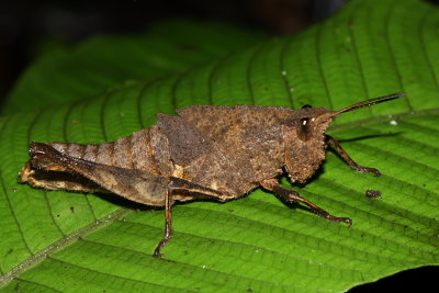 Lubber Grasshopper, Colpolopha biloba (Romaleidae)