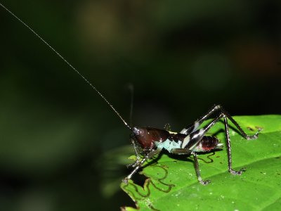 Katydid nymph (Tettigoniidae)