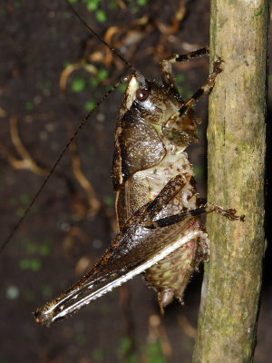 Katydid, Hyperomerus cf. halticos (Tettigoniidae)