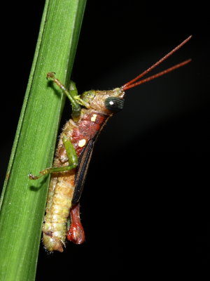 Grasshopper, Syntomacris guttulosa (Acrididae)
