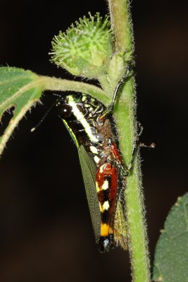 Grasshopper, Tetrataenia surinama (Acrididae)