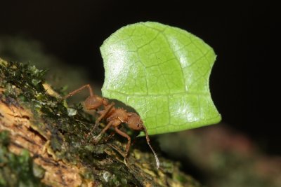 Leaf-cutting Ant, Acromyrmex sp. (Myrmicinae)