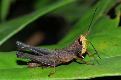 Orthoptera of Ecuador