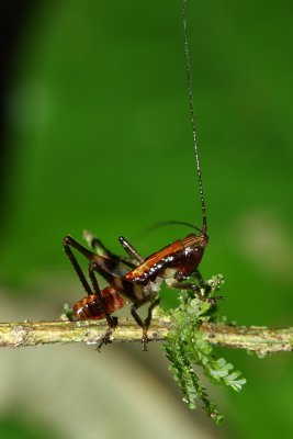 Katydid nymph (Tettigoniidae)