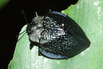 Tortoise Beetle, Stolas cf. (Chrysomelidae: Cassidinae)