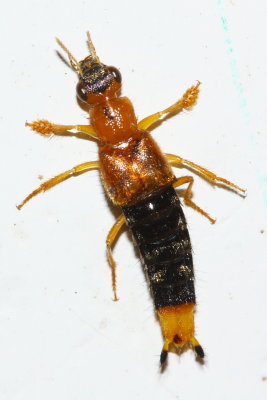 Rove Beetle, Nordus sp. (Staphylinidae: Staphylininae)