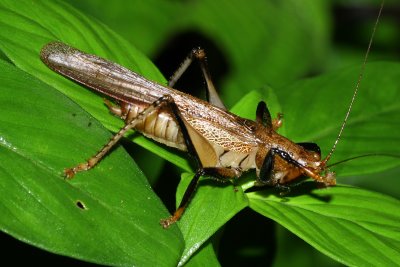 Katydid, Eschatoceras punctifrons (Tettigoniidae)