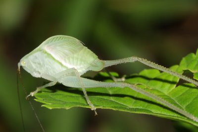 Katydid nymph (Tettigoniidae)