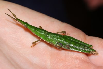 Gaudy Grasshopper, Omura congrua (Pyrgomorphidae)