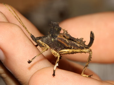 Dead-leaf mimic, Typophyllum sp. (Tettigoniidae)