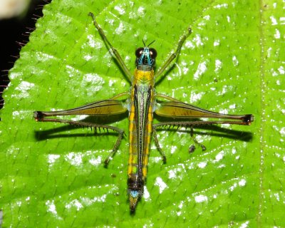 Airplane Grasshopper, Eumastax vittata (Eumastacidae)