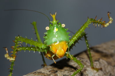 Spiny Katydid, Panacanthus cuspidatus (Tettigoniidae)