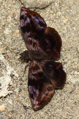 Black-patched Duskywing, Ebrietas anacreon (Pyrginae)