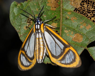 Lepidoptera of Ecuador