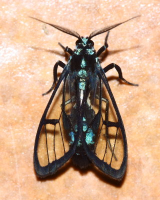 Clearwing Moth, Syntrichura virens (Arctiidae: Ctenuchinae)