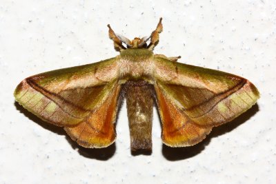 Silkworm Moth, Epia lebethra (Bombycidae)