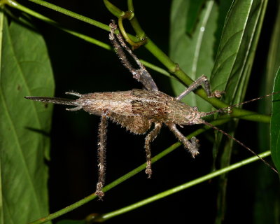 Katydid nymph, Acanthodis sp. (Tettigoniidae)