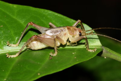 Raspy Cricket (Gryllacrididae)