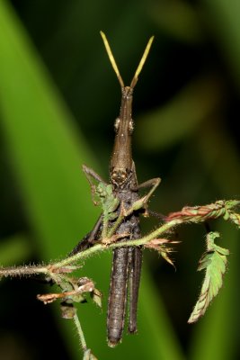 Gaudy Grasshopper, Omura congrua (Pyrgomorphidae)