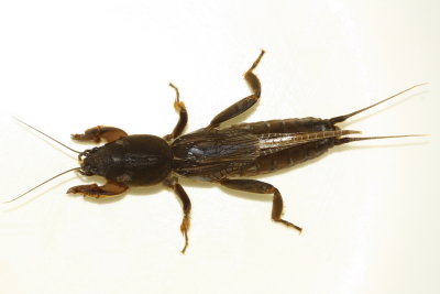 Mole Cricket, Neocurtilla sp. (Gryllotalpidae)