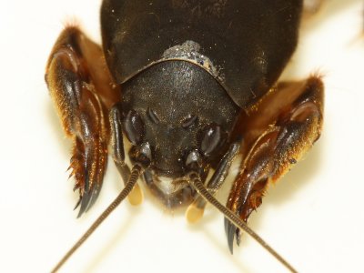 Mole Cricket, Neocurtilla sp. (Gryllotalpidae)