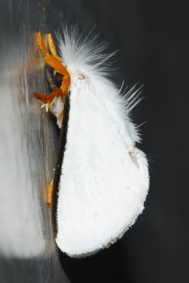 Flannel Moth, Aithorape sp. (Megalopygidae: Trosiinae)