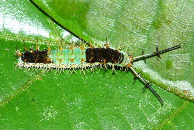 Caterpillars of Yasun, Ecuador