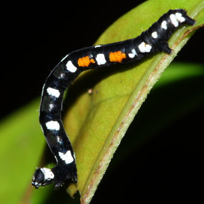Inchworm (Geometridae)