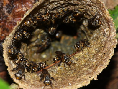 Stingless Bees, Scaptotrigona sp. (Apidae: Meliponinae)