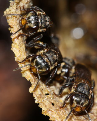 Stingless Bees, Scaptotrigona sp. (Apidae: Meliponinae)