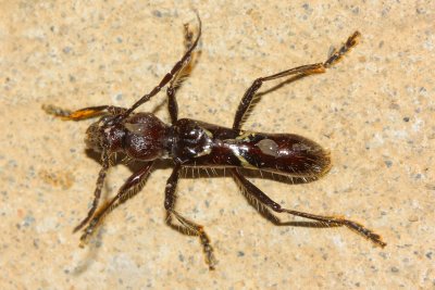 Bullet Ant mimic longhorn, Stenygra contracta (Cerambycidae: Cerambycinae)