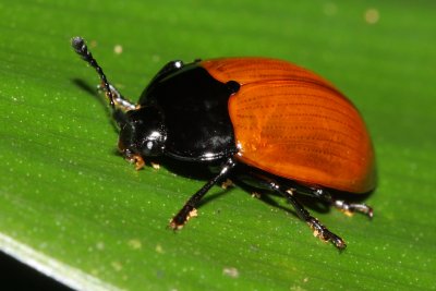 Pleasing Fungus Beetle, Iphiclus (Brachymerus) sp. (Erotylidae: Erotylinae)