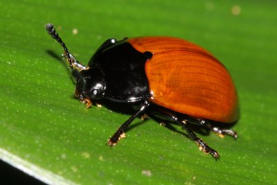Pleasing Fungus Beetle, Iphiclus (Brachymerus) sp. (Erotylidae: Erotylinae)