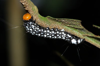 False Burnet Moth, Urodus sp. (Urodidae)